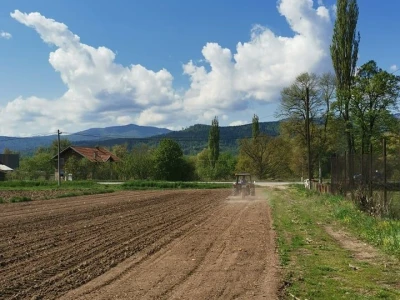 Kukuruz za silažu