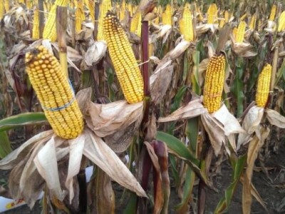 Kukuruz - Dekalb Centralni dani polja