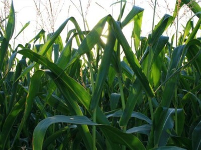 Polje kukuruza