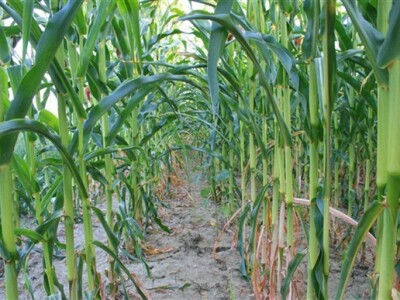 Polje kukuruza