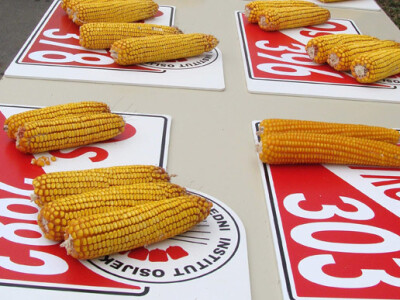 Dani polja Poljoprivrednog Instituta Osijek