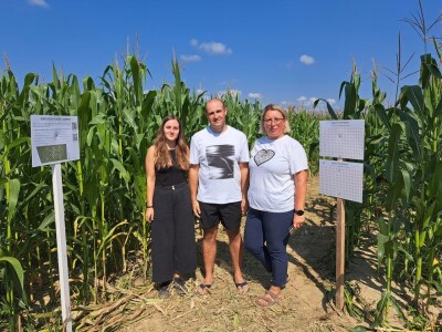 Kukuruzni labirint u Dubrovčaku Lijevom kod Ivanić-Grada