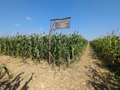 Kukuruzni labirint u Dubrovčaku Lijevom kod Ivanić-Grada