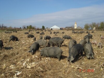 Svinje se svaki dan vode na ispašu