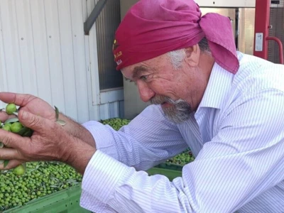 KULTURA BERBE I KVAROVI U ULJARAMA - Bobanović žrtvuje  vlastitu berbe i prerade  da bi pomogao maslinarima u nevoljii