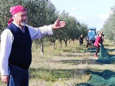 KULTURA BERBE I KVAROVI U ULJARAMA - Bobanović žrtvuje  vlastitu berbe i prerade  da bi pomogao maslinarima u nevoljii