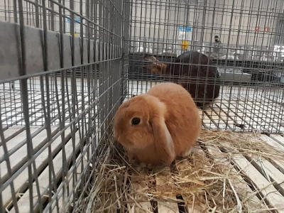 Kunići u Veroni