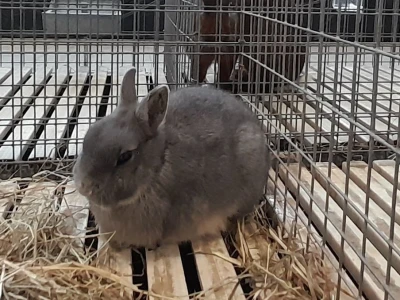 Kunići u Veroni