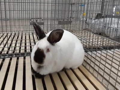 Kunići u Veroni