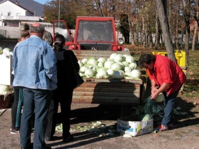 Kupci kupusa OPG Grujović
