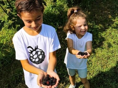 Kupilek-kupinovo vino iz Klanjca