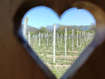 Kupilek-kupinovo vino iz Klanjca