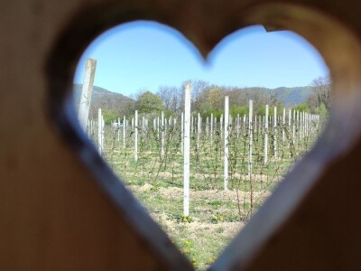 Kupilek-kupinovo vino iz Klanjca