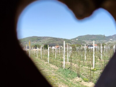 Kupilek-kupinovo vino iz Klanjca