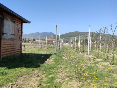 Kupilek-kupinovo vino iz Klanjca