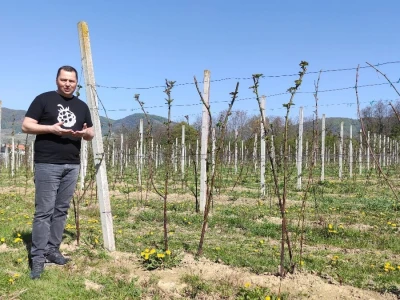 Kupilek-kupinovo vino iz Klanjca