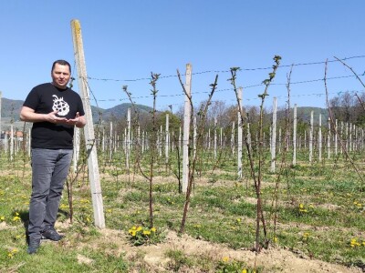 Kupilek-kupinovo vino iz Klanjca