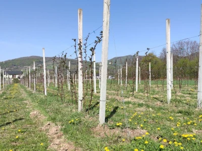Kupilek-kupinovo vino iz Klanjca