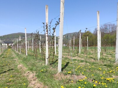 Kupilek-kupinovo vino iz Klanjca