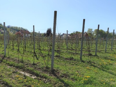 Kupilek-kupinovo vino iz Klanjca