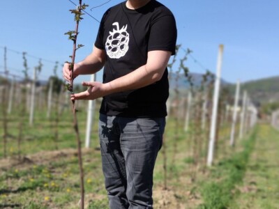 Kupilek-kupinovo vino iz Klanjca