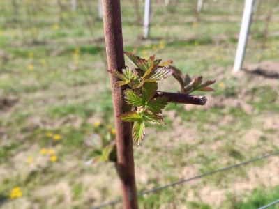 Kupilek-kupinovo vino iz Klanjca