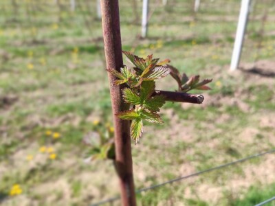 Kupilek-kupinovo vino iz Klanjca