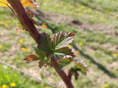 Kupilek-kupinovo vino iz Klanjca