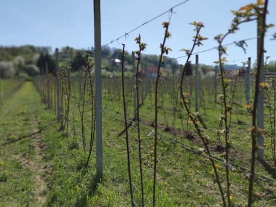 Kupilek-kupinovo vino iz Klanjca