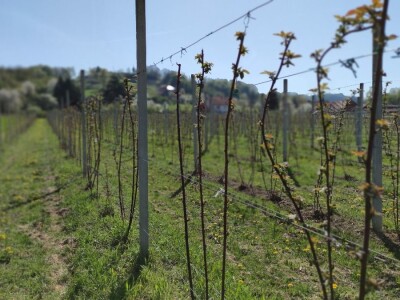 Kupilek-kupinovo vino iz Klanjca