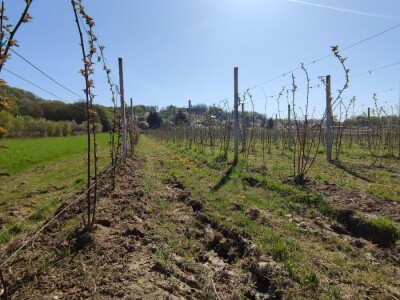 Kupilek-kupinovo vino iz Klanjca