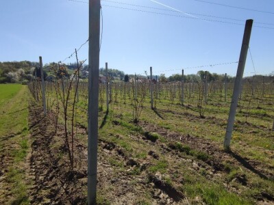 Kupilek-kupinovo vino iz Klanjca