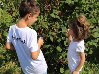 Kupilek-kupinovo vino iz Klanjca