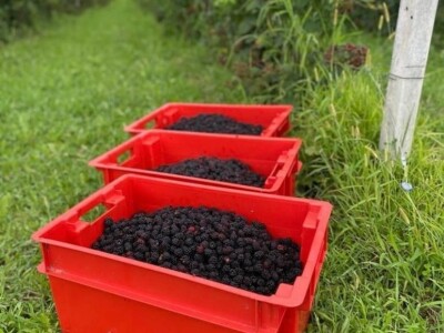 Kupilek-kupinovo vino iz Klanjca