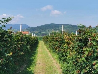 Kupilek-kupinovo vino iz Klanjca