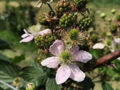 Kupilek-kupinovo vino iz Klanjca