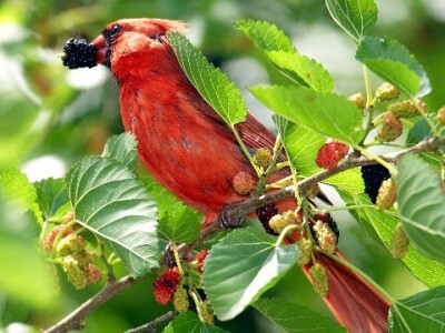 Sa terena - šteta na voću