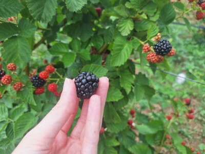 Kupina - kvalitet i prinos