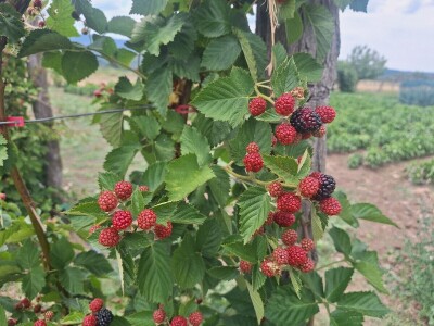 Kupina - kvalitet i prinos