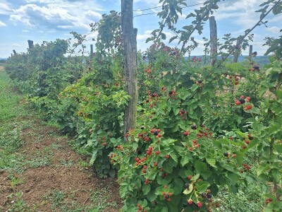 Kupina - kvalitet i prinos