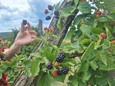 Kupina - kvalitet i prinos