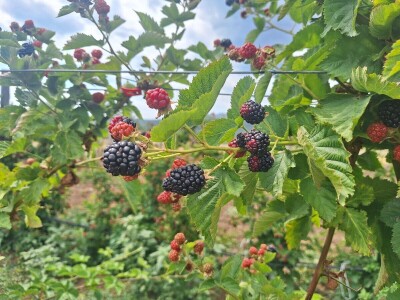 Kupina - kvalitet i prinos