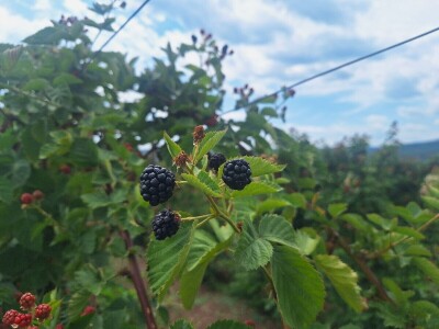 Kupina - kvalitet i prinos