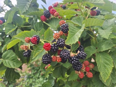 Kupina - kvalitet i prinos