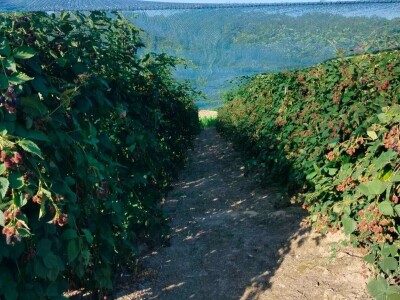 Kupina - kvalitet i prinos