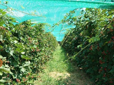 Kupina - kvalitet i prinos