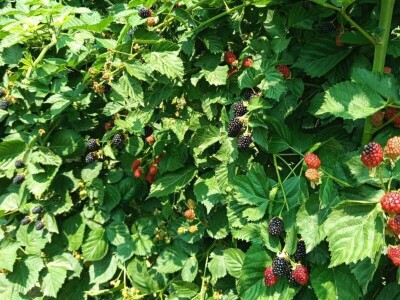 Kupina - kvalitet i prinos