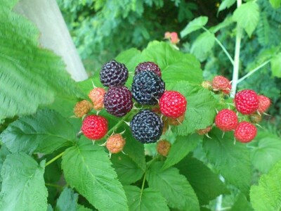 OPG VJERAN DOLENČIĆ