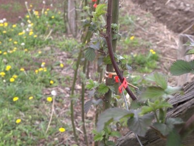 Kupine bez većih oštećenja od mrazeva