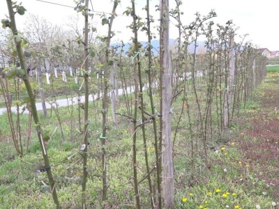 Kupine bez većih oštećenja od mrazeva